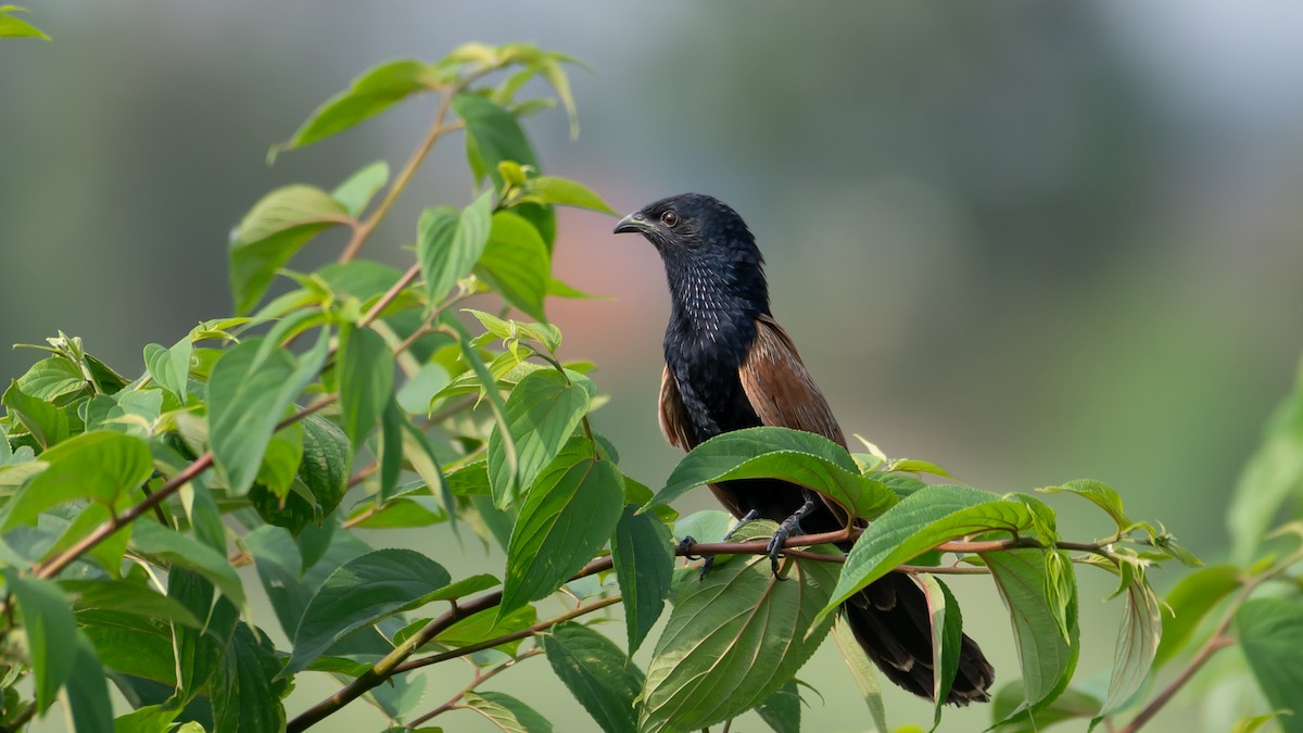 Coucal rufin - ML593950971