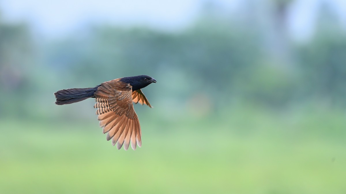 Lesser Coucal - Aritra Pal