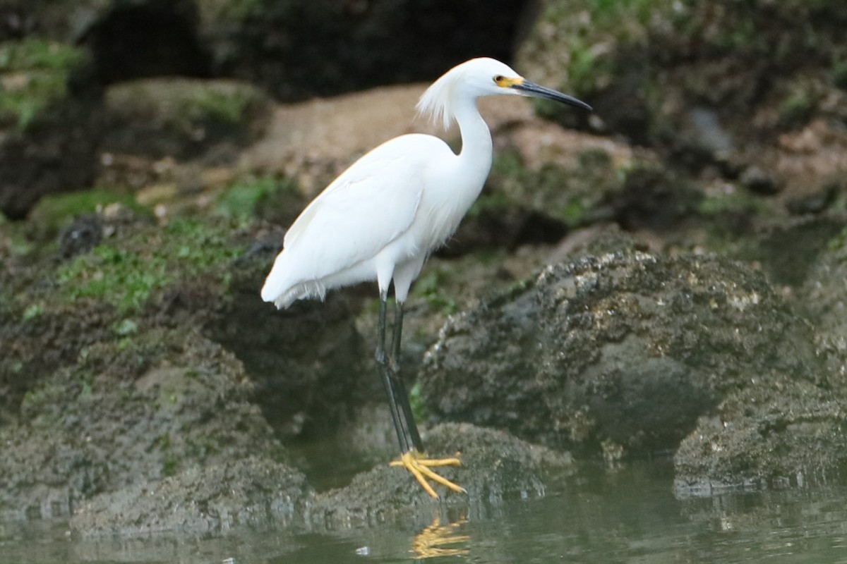 Snowy Egret - michael vedder