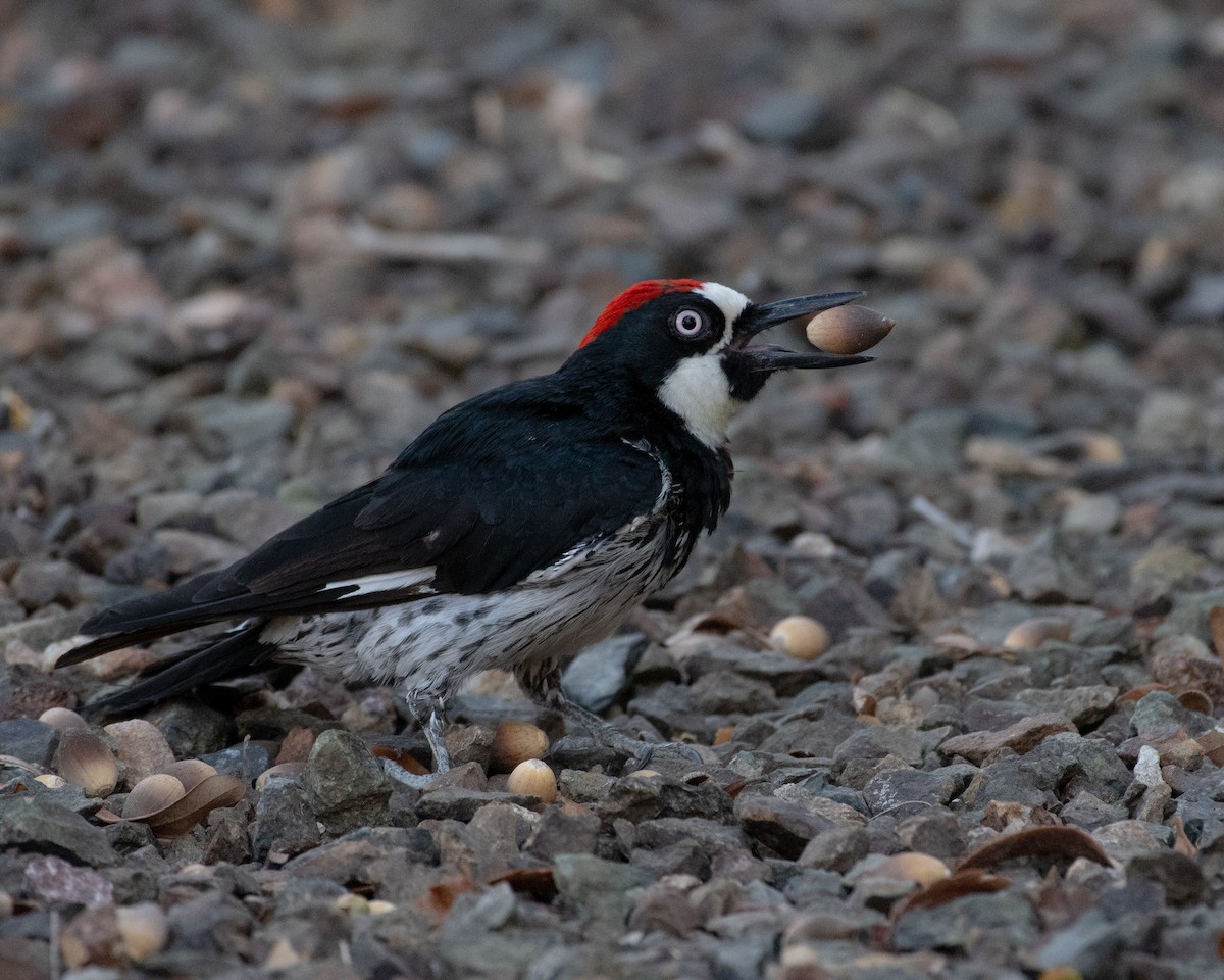 Acorn Woodpecker - ML593953971