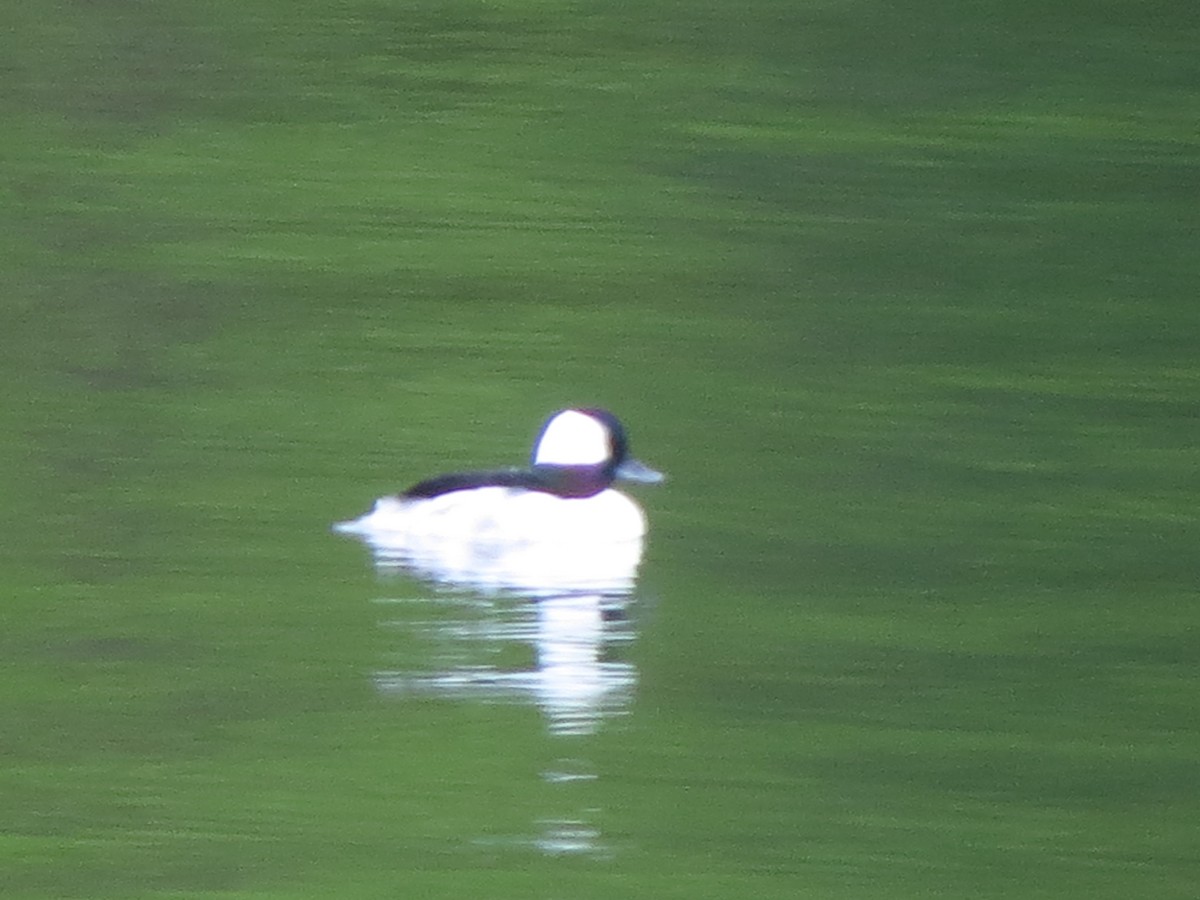 Bufflehead - Bette Robo