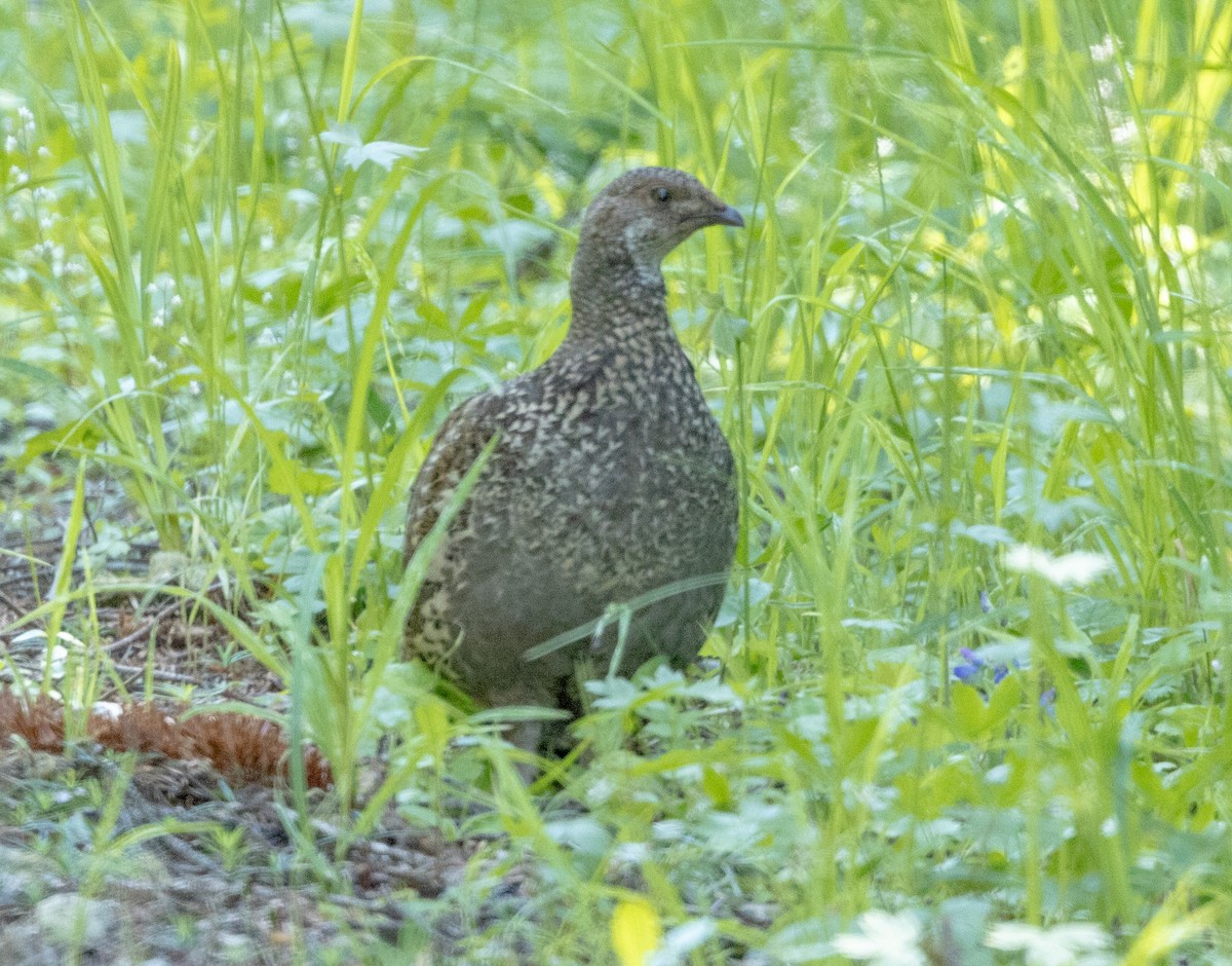 Sooty Grouse - Greg Harrington