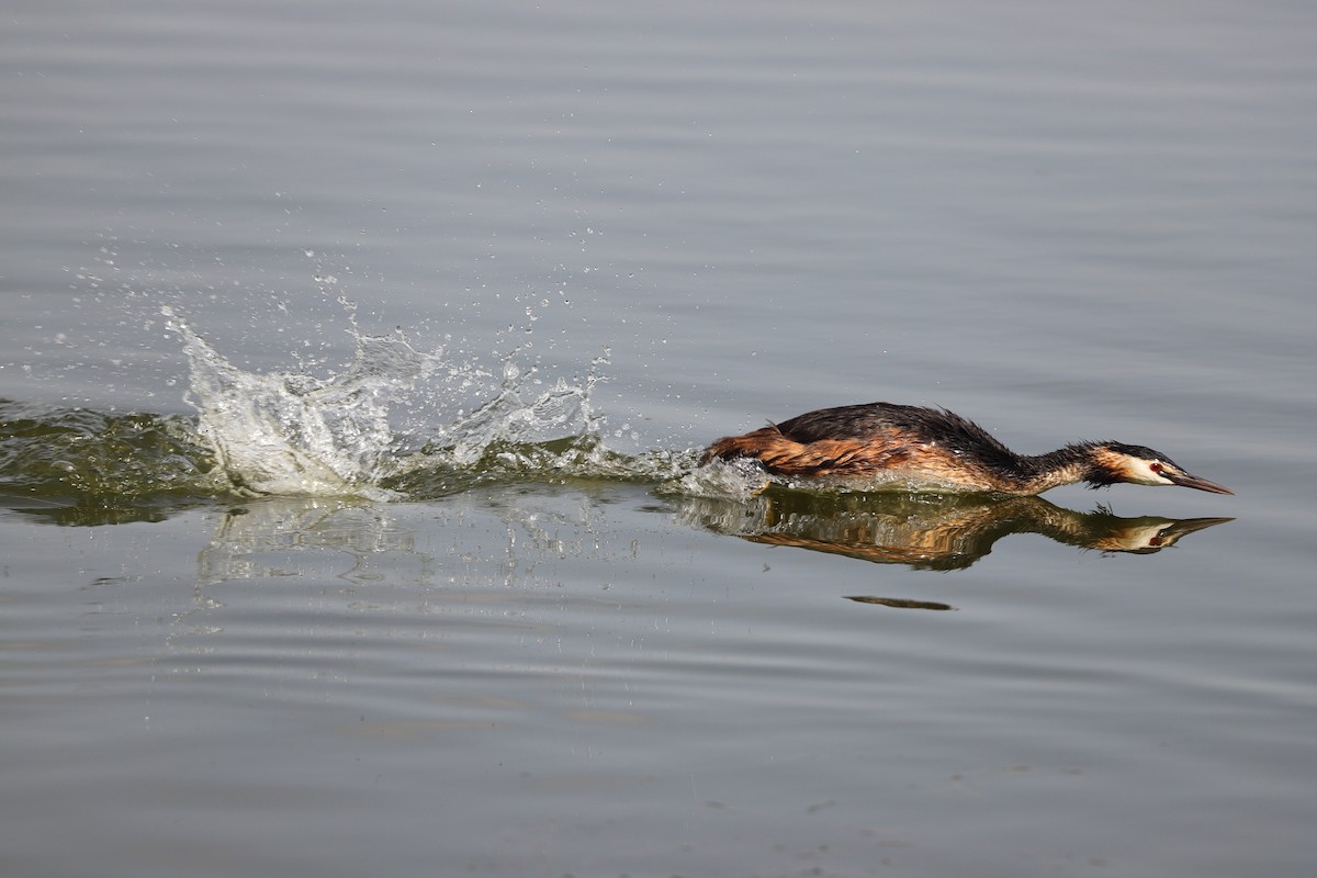 Great Crested Grebe - ML593954181