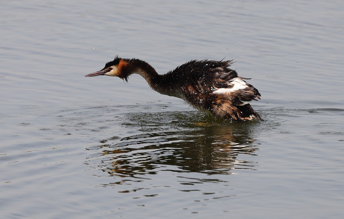 Great Crested Grebe - ML593954191