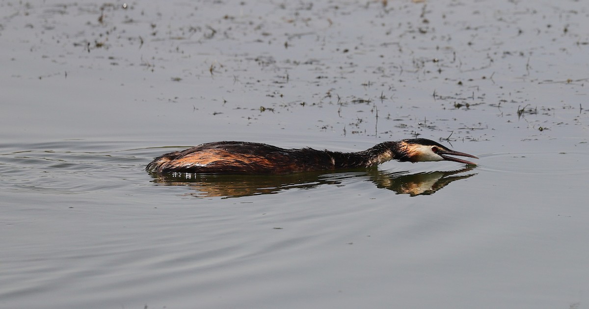 Great Crested Grebe - ML593954201