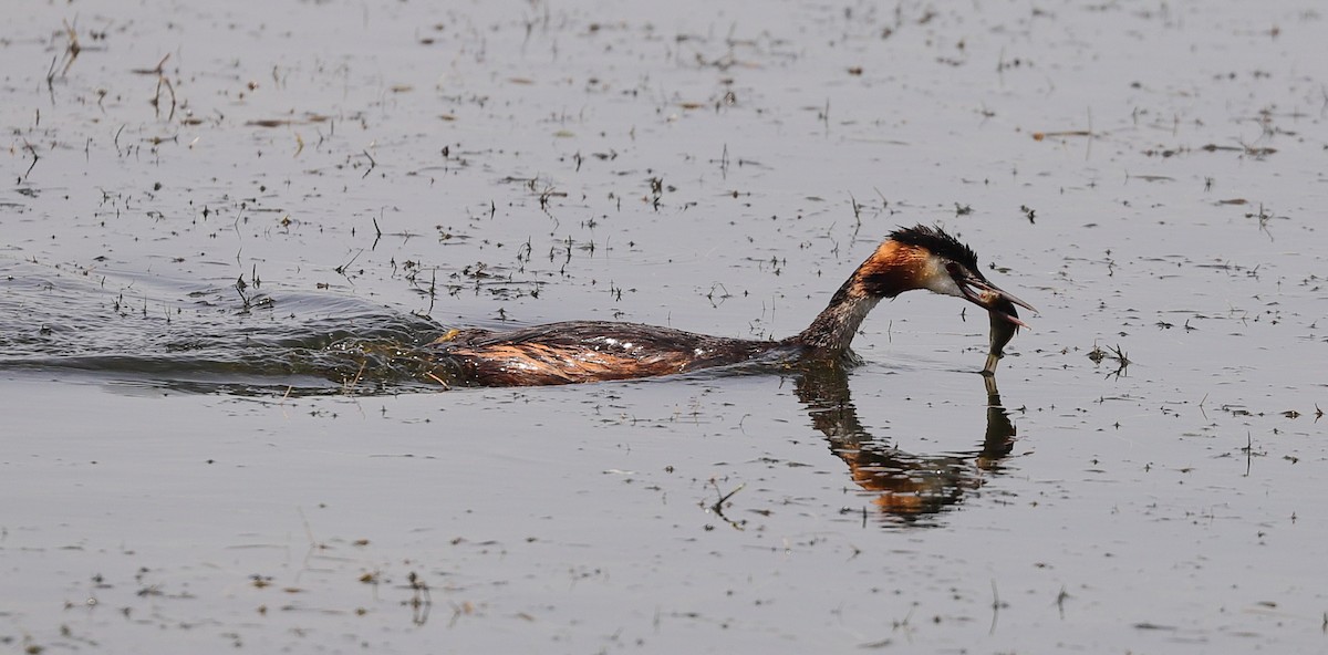 Great Crested Grebe - ML593954221