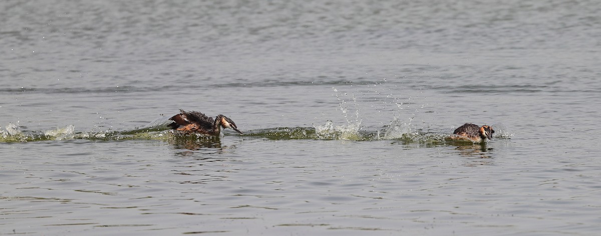 Great Crested Grebe - ML593954231