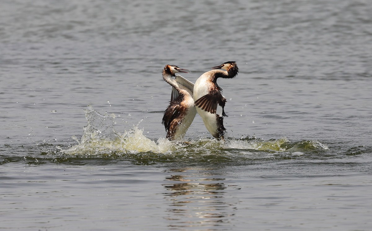 Great Crested Grebe - ML593954241