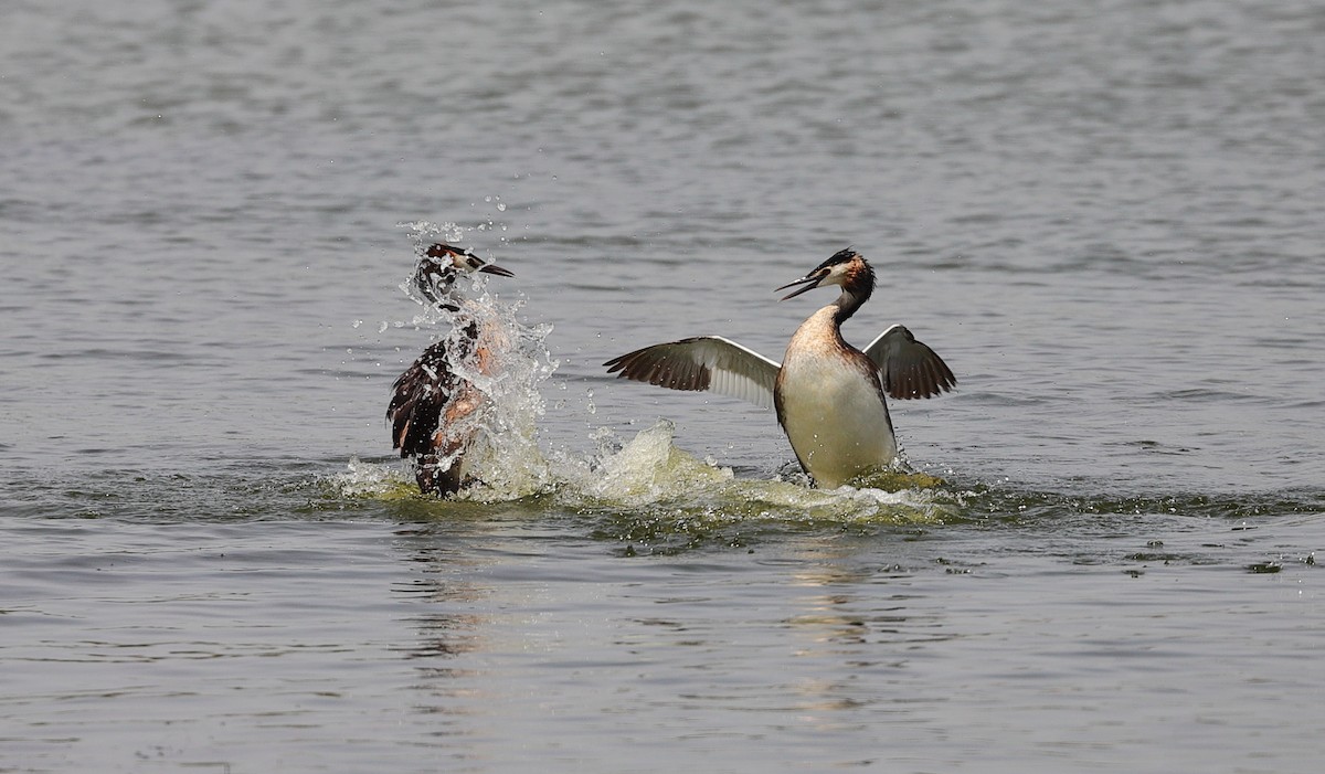 Great Crested Grebe - ML593954251