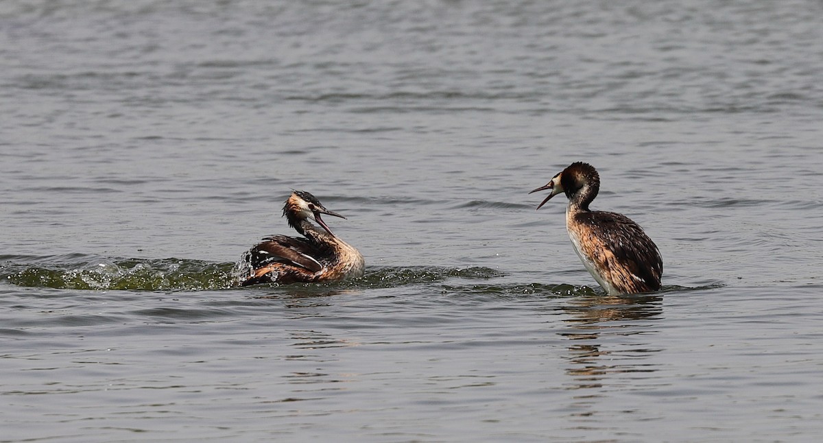 Great Crested Grebe - ML593954261