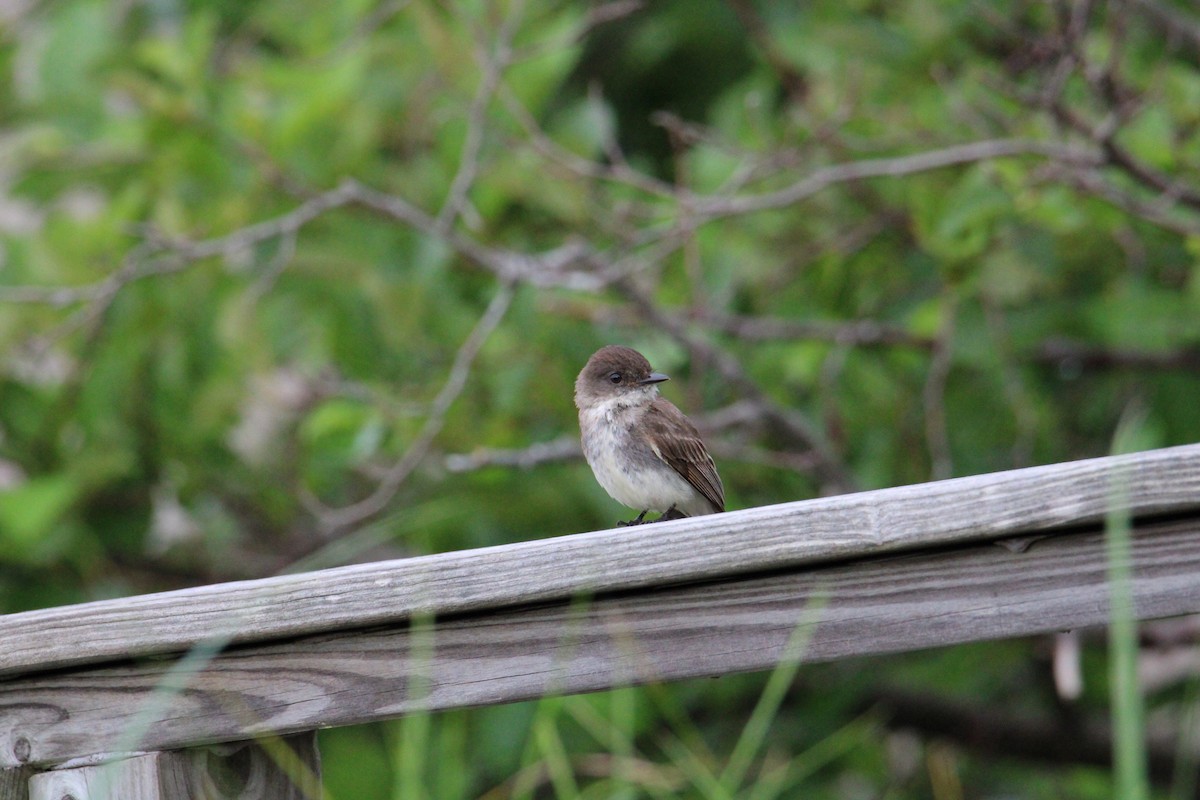 Eastern Phoebe - Biggest Bird