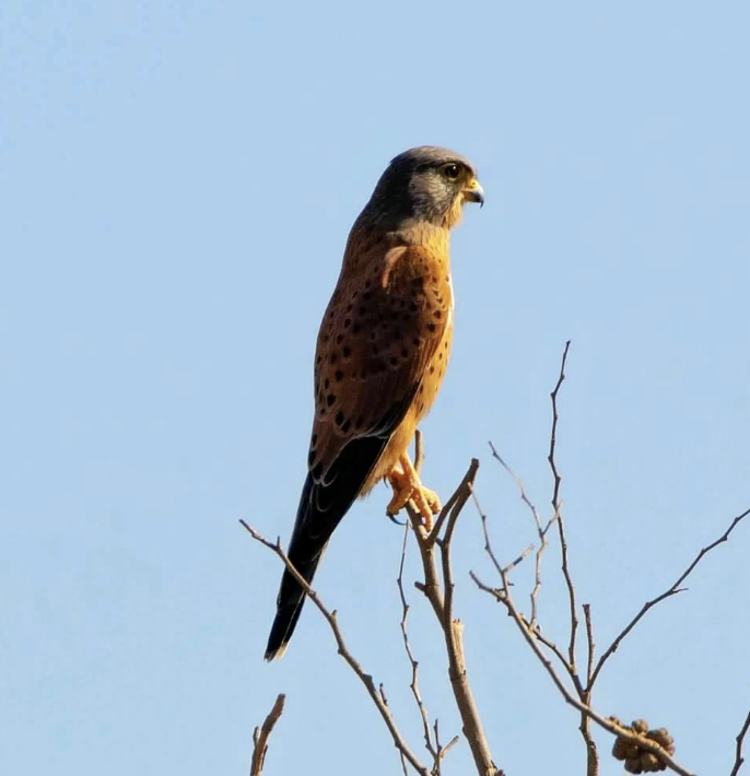 Rock Kestrel - ML593954611