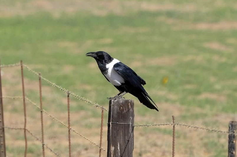 White-necked Raven - sheila rowe