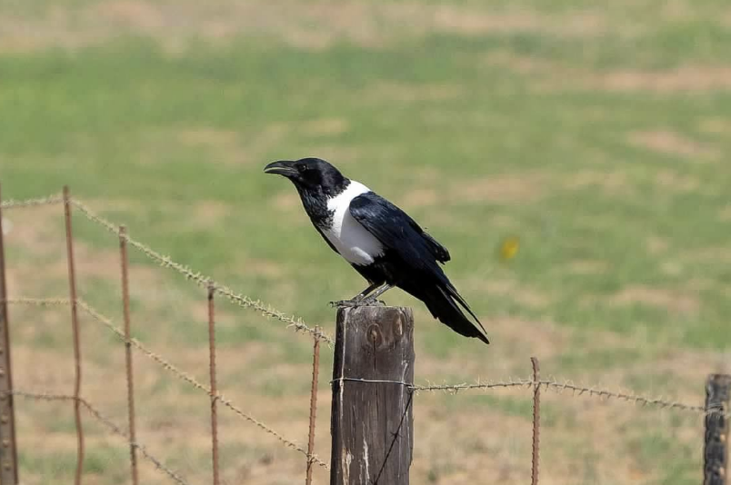 Corbeau à nuque blanche - ML593954631