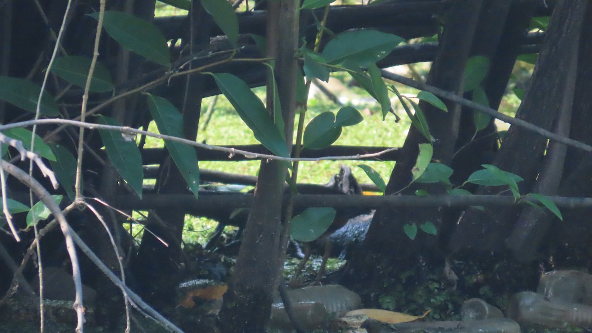 White-breasted Waterhen - ML593956681