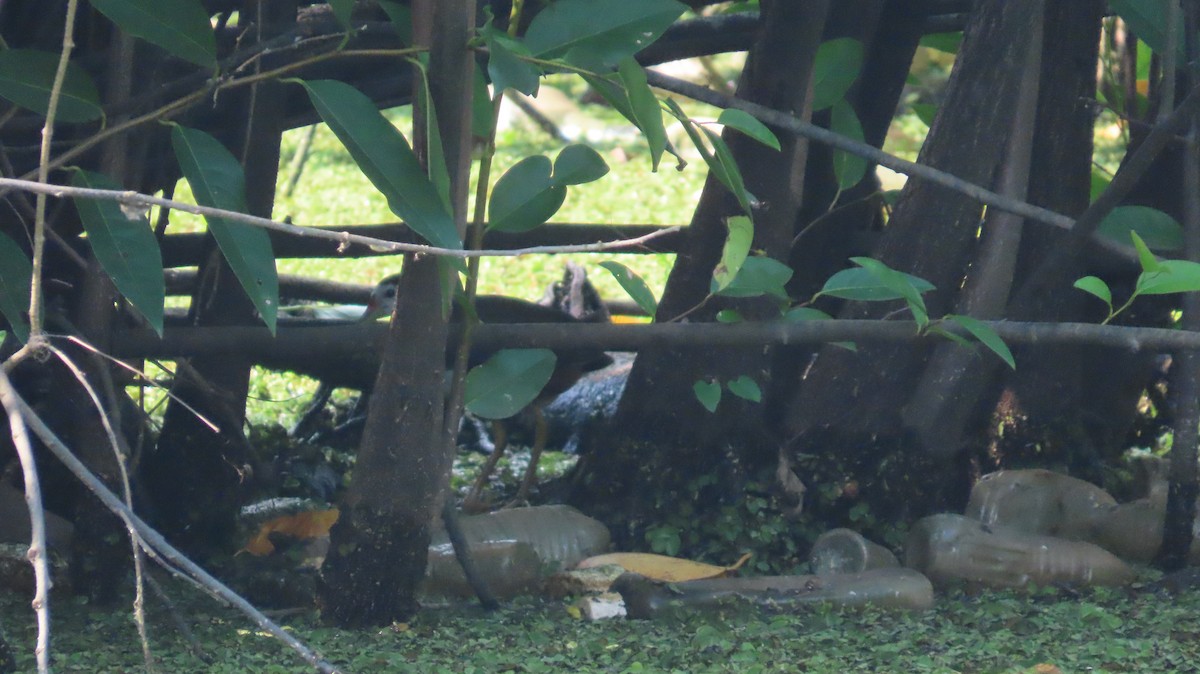 White-breasted Waterhen - Navaneeth Sini George