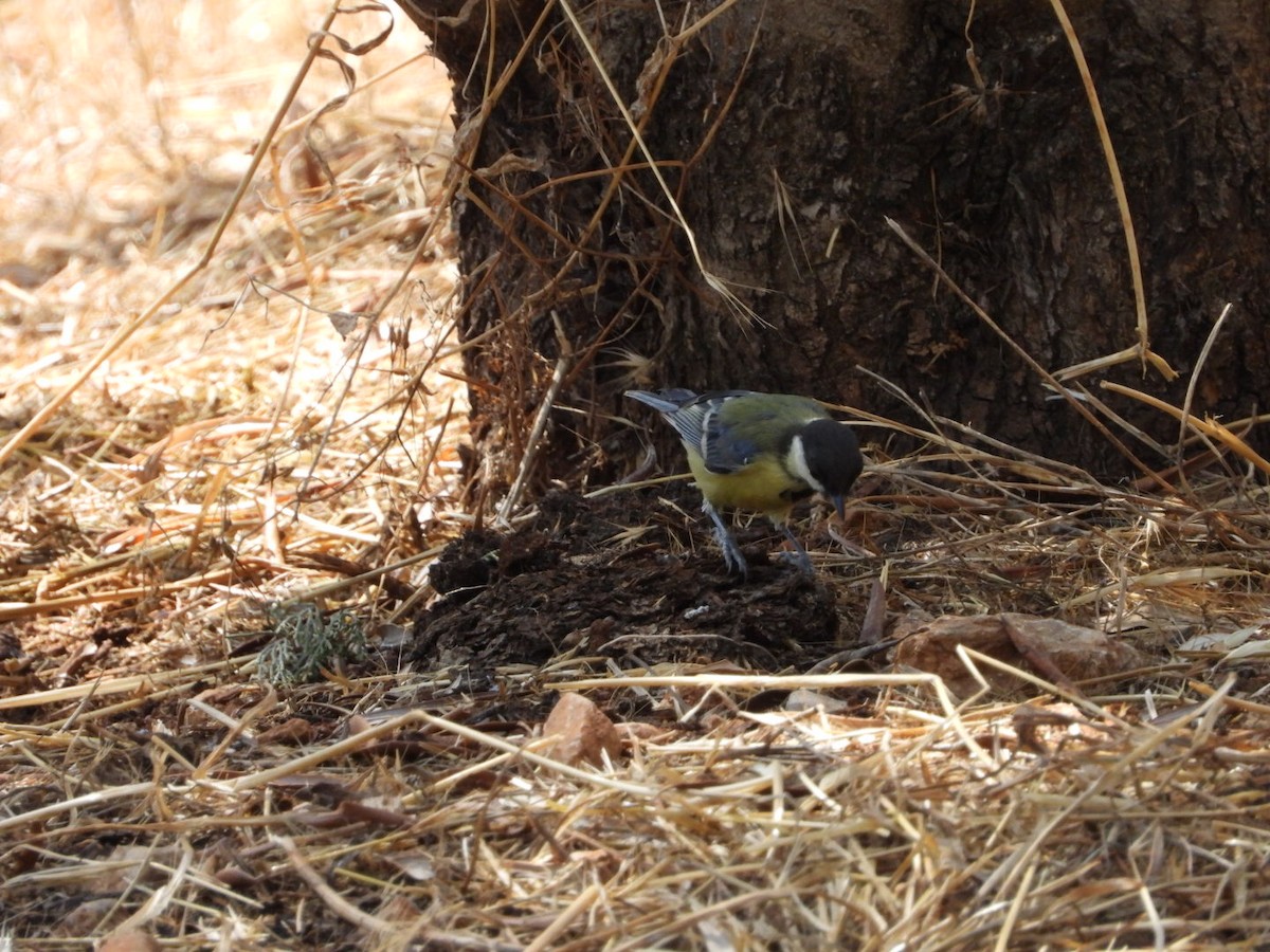 Mésange charbonnière (groupe major) - ML593956821