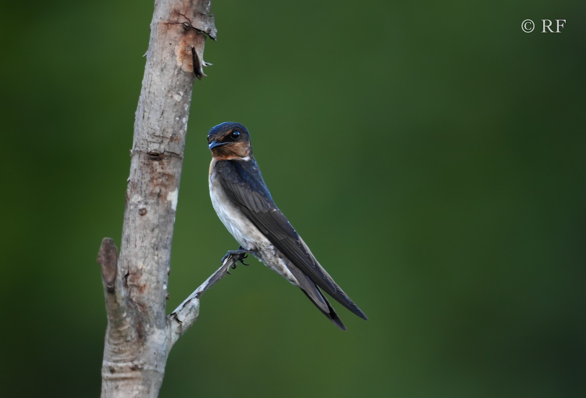 Pacific Swallow - ML593957461