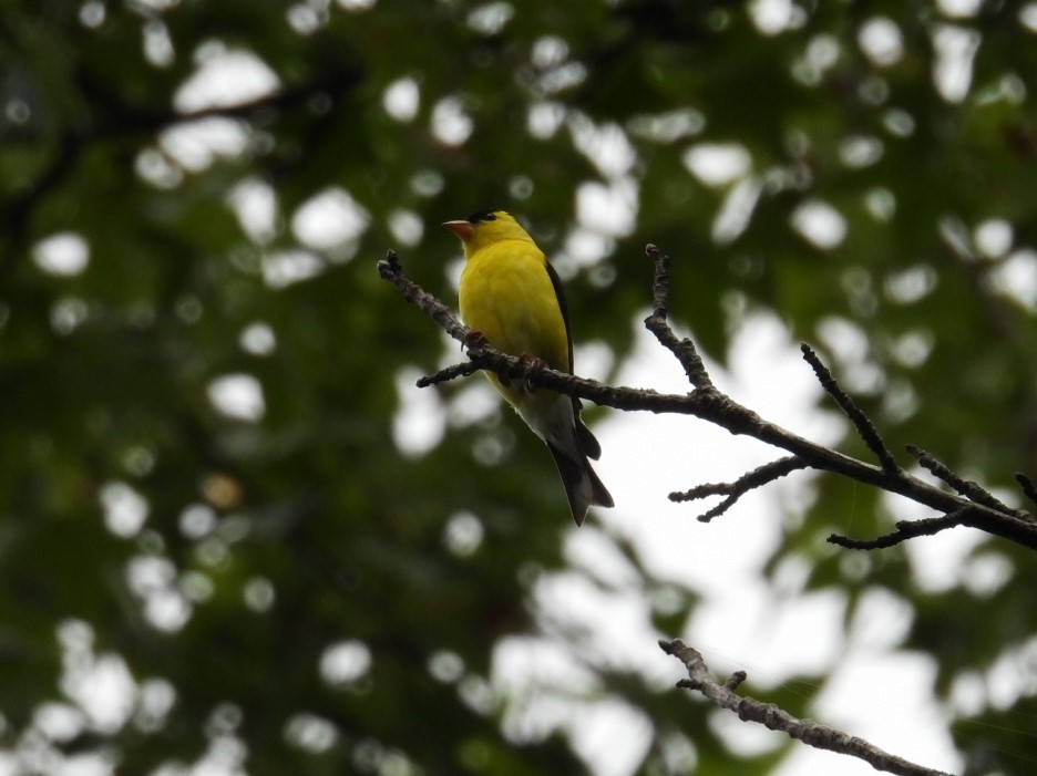 American Goldfinch - ML593957601