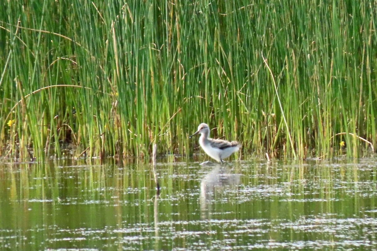 American Avocet - Kathleen Dvorak