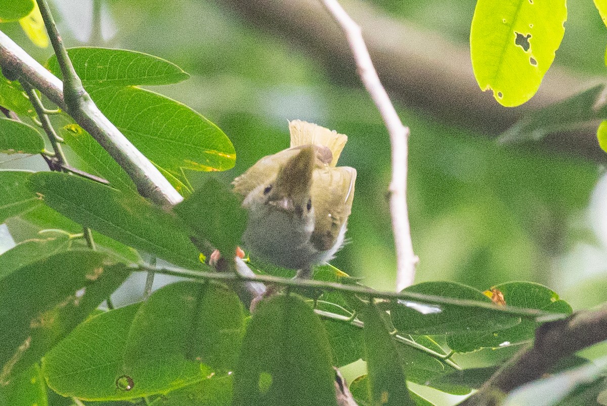 White-bellied Erpornis - ML593959311