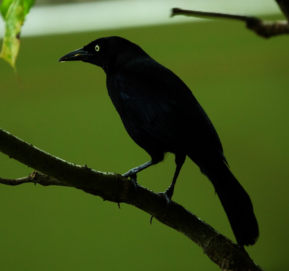 Carib Grackle - ML593959551