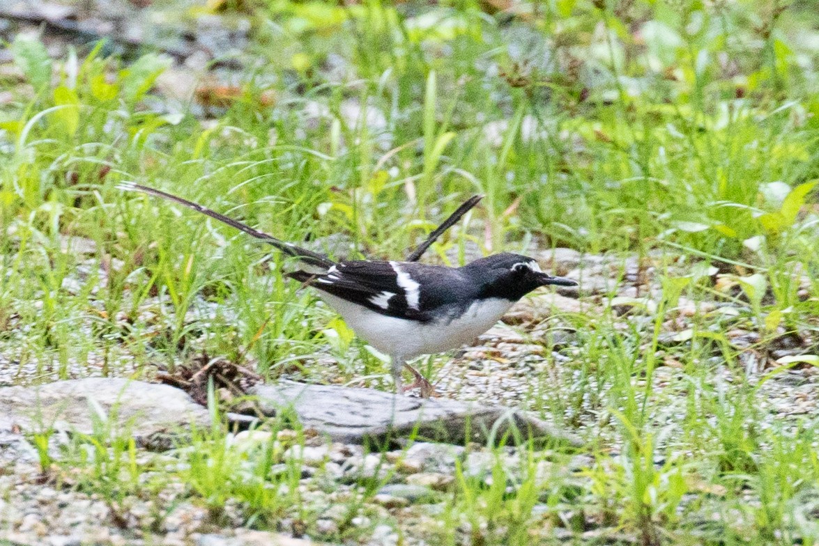 Slaty-backed Forktail - ML593959811