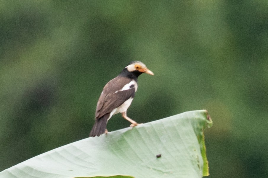 Indian Pied Starling - ML593959971
