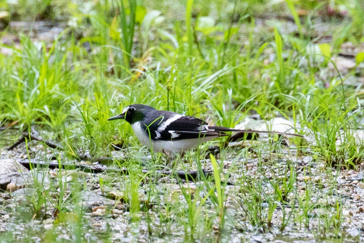 Slaty-backed Forktail - ML593960691