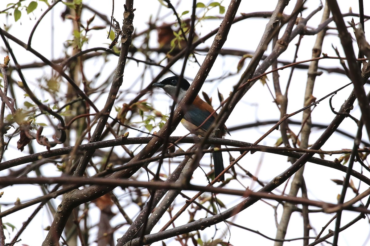 Black-headed Shrike-Babbler - ML593960701