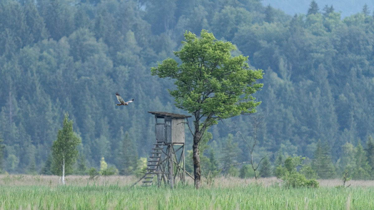 Western Marsh Harrier - Holger Schneider