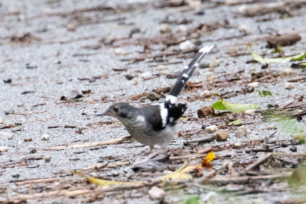 Slaty-backed Forktail - ML593961131