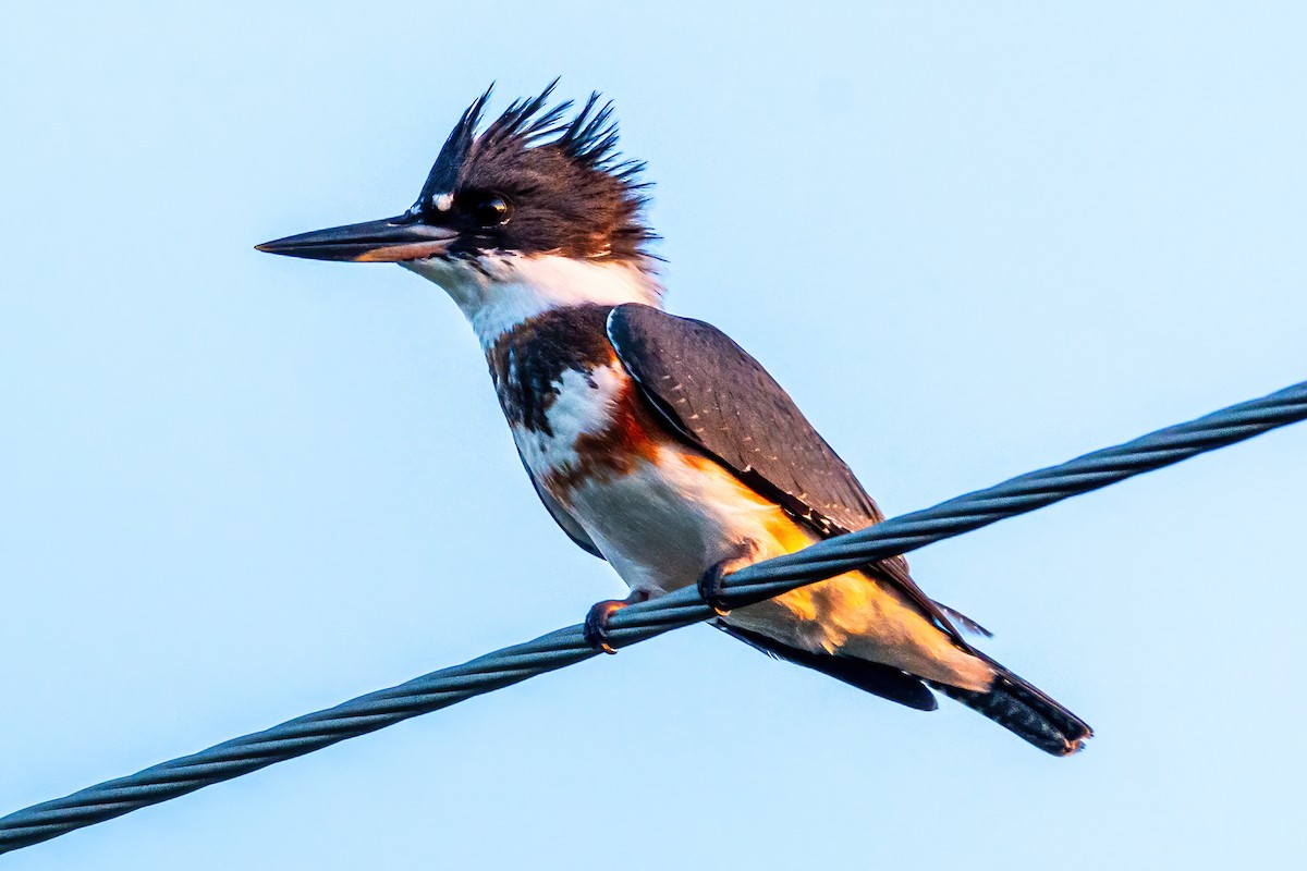 Belted Kingfisher - Kurt Gaskill