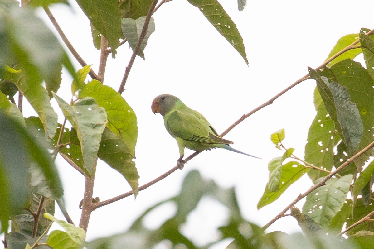 Gray-headed Parakeet - ML593961391
