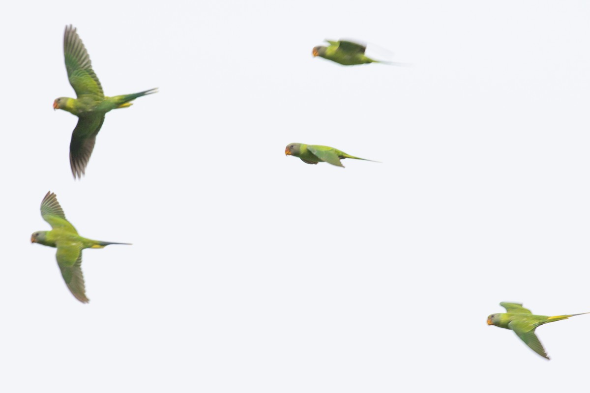 Finsch Yeşil Papağanı - ML593961411