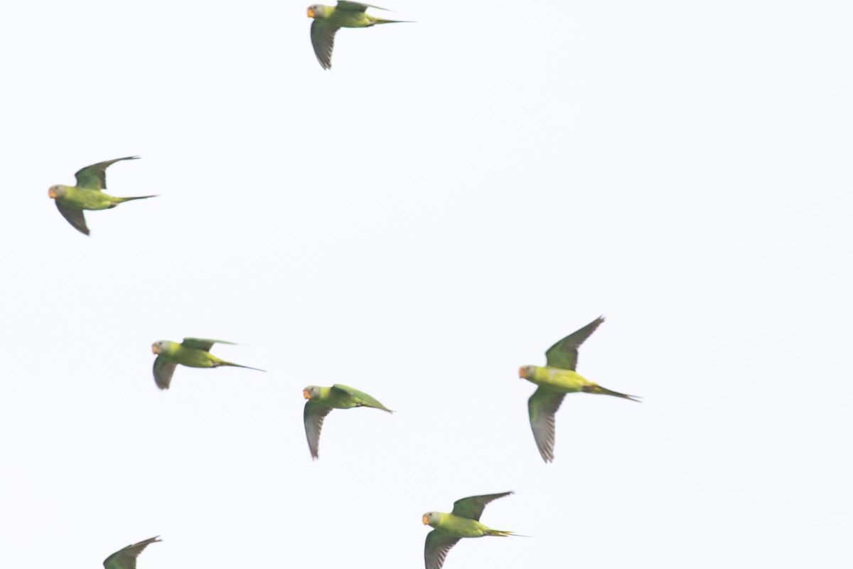 Finsch Yeşil Papağanı - ML593961421