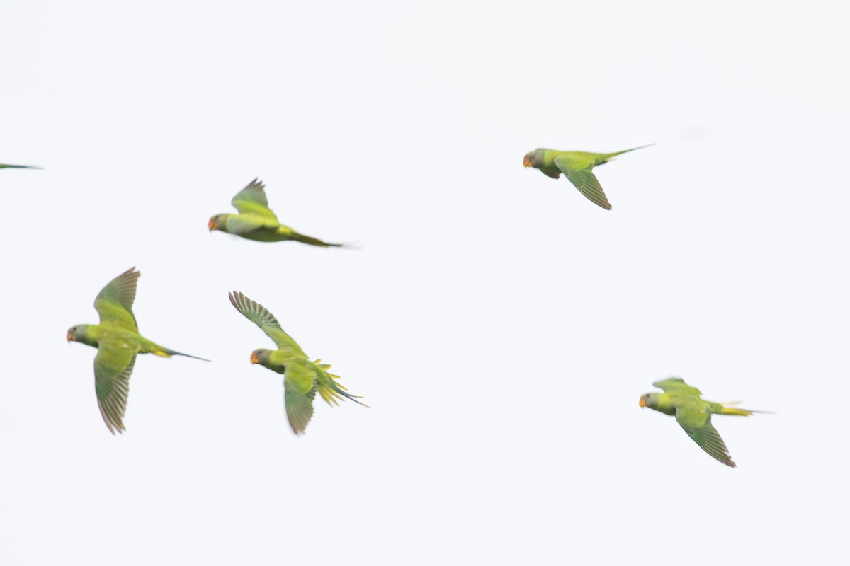 Finsch Yeşil Papağanı - ML593961431