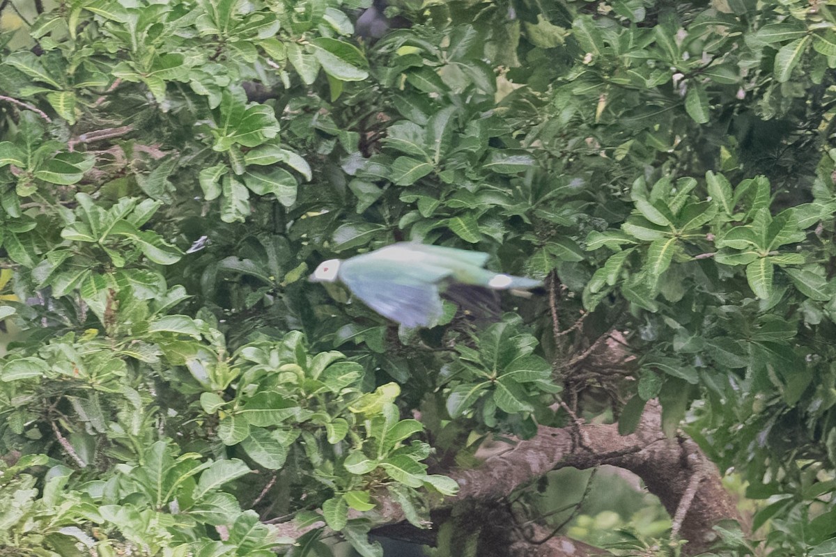 Сулавесский плодовый голубь - ML593961621