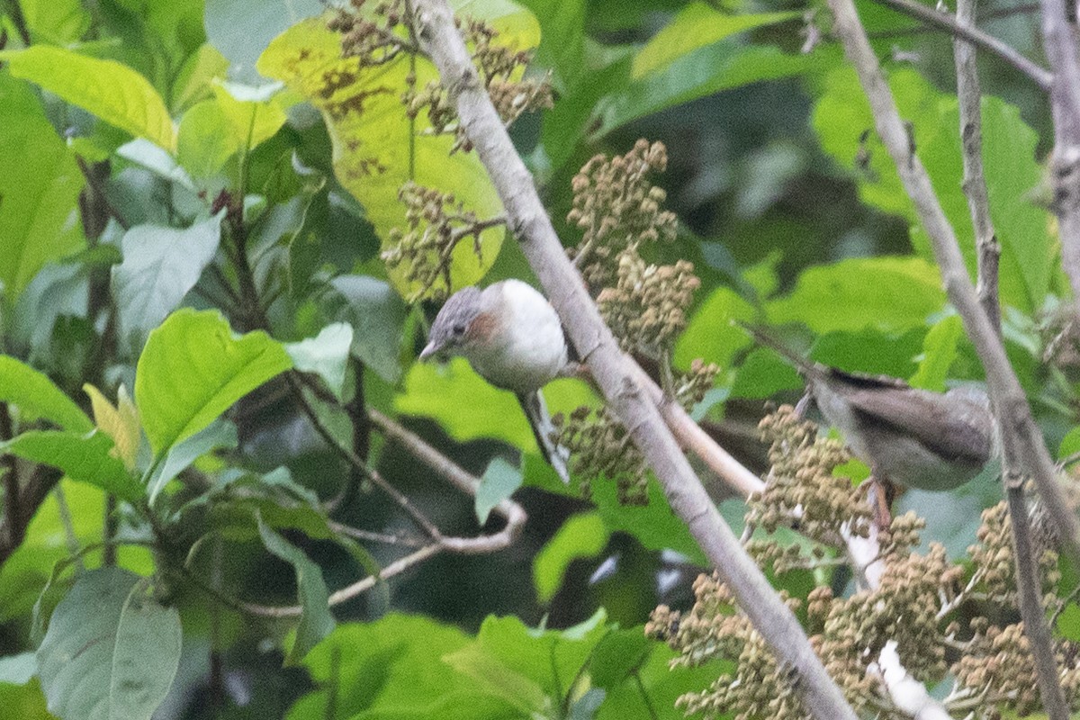 Striated Yuhina - ML593961651