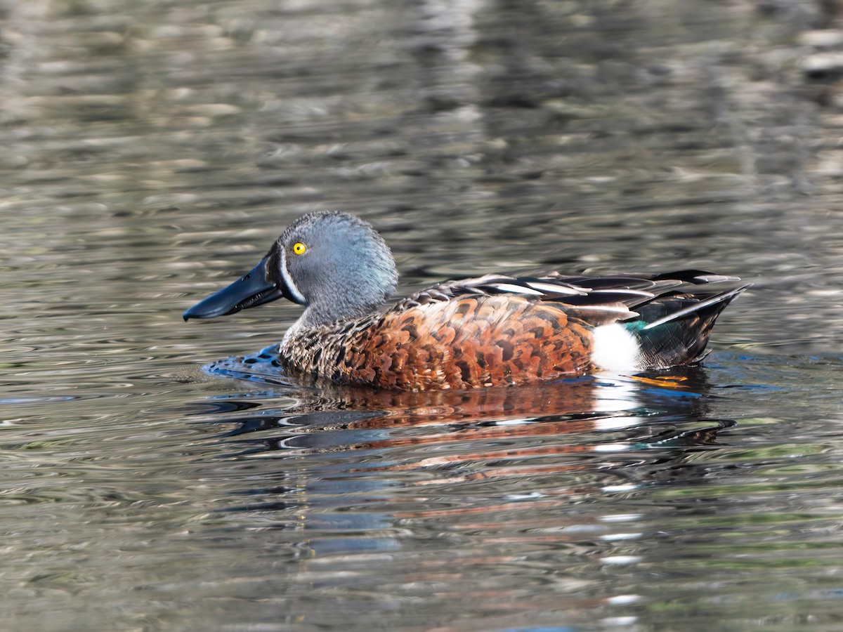 Australasian Shoveler - Michael Sanders