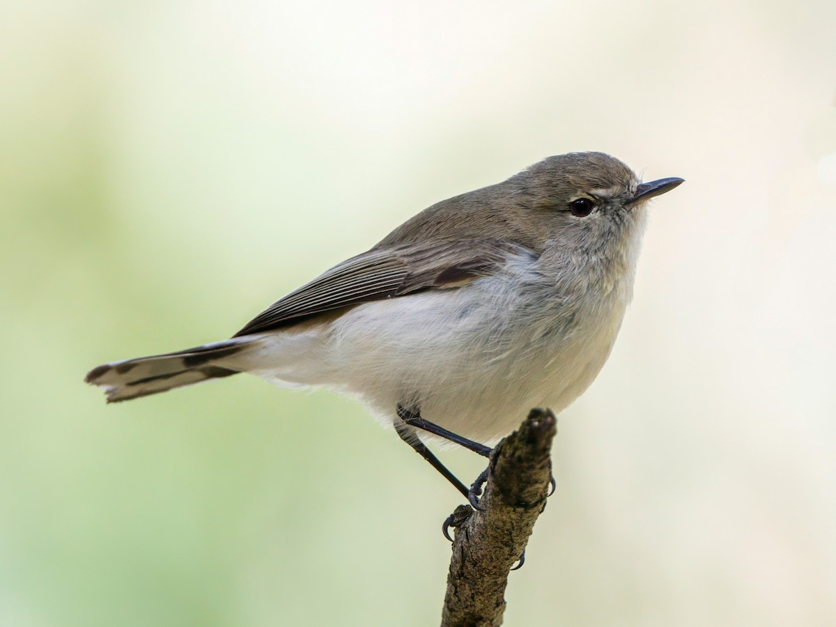 Western Gerygone - Michael Sanders