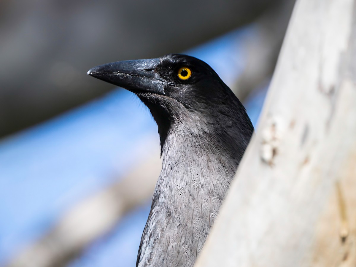 Gray Currawong - ML593962461