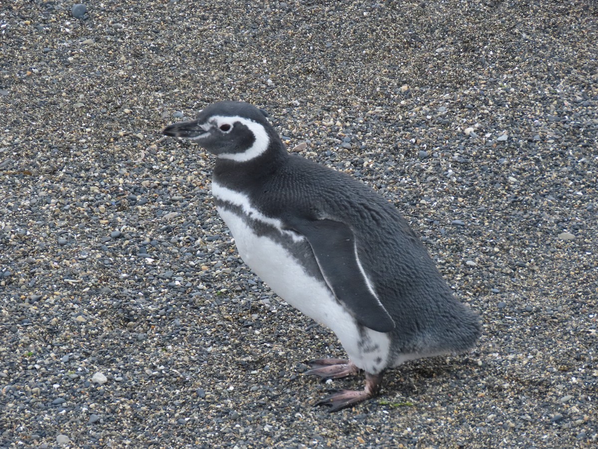 Magellanic Penguin - ML593962481