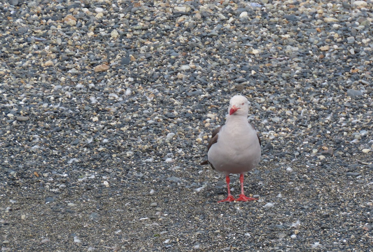 Dolphin Gull - ML593962901