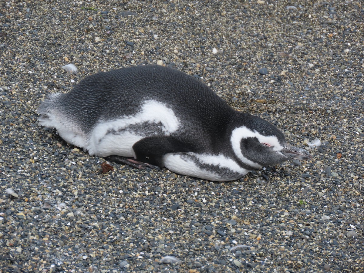 Magellanic Penguin - ML593962991