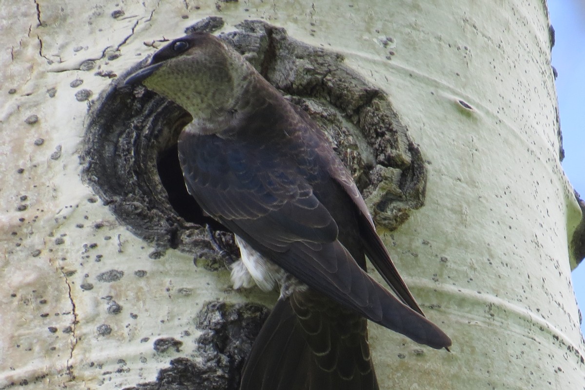 Purple Martin (subis/arboricola) - Dean Shoup