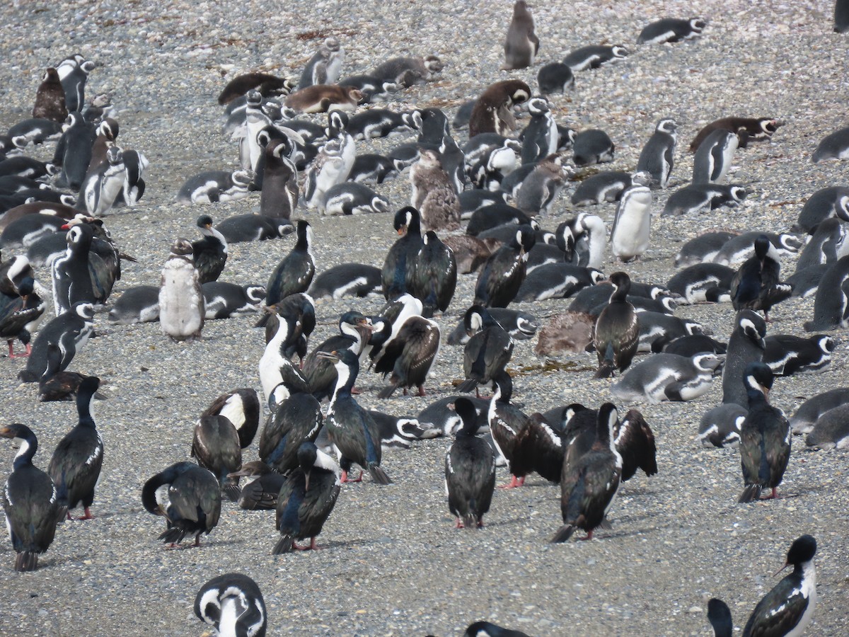 Magellanic Penguin - ML593963011