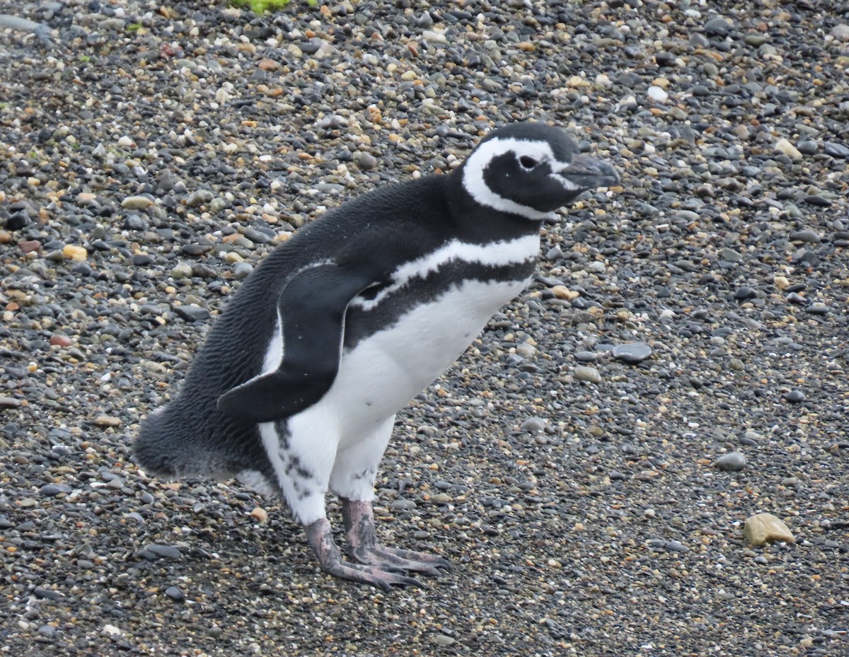 Magellanic Penguin - ML593963071