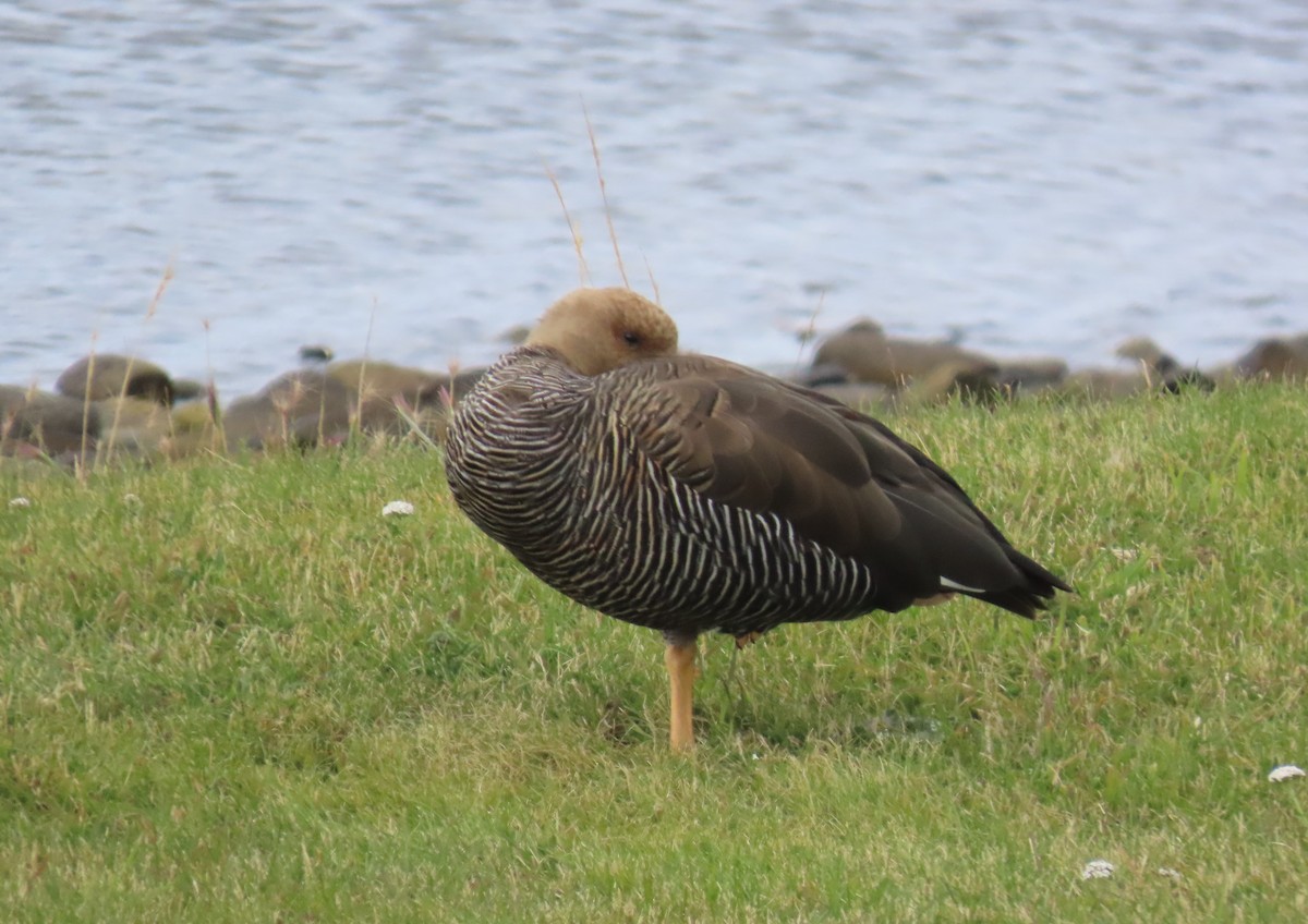 Upland Goose - ML593963431