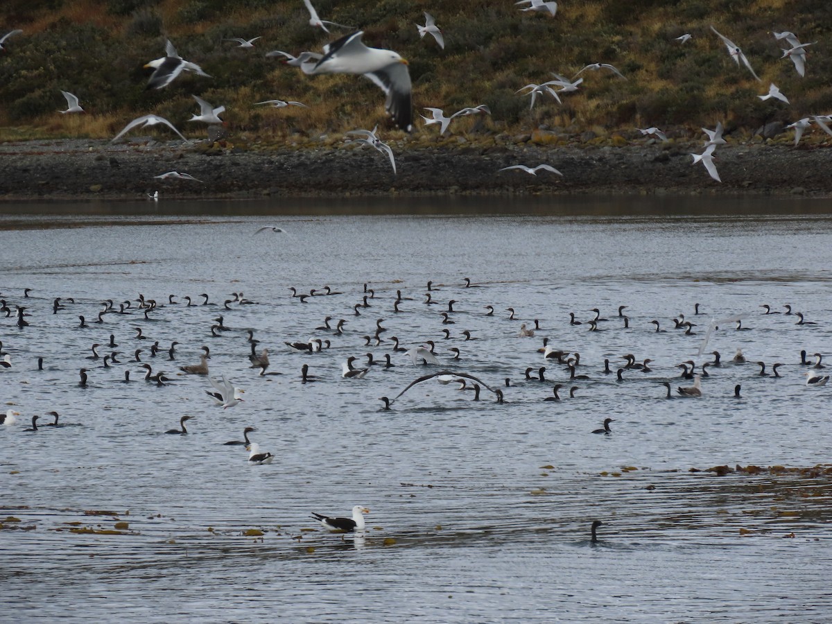 South American Tern - ML593963481